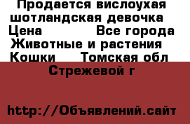 Продается вислоухая шотландская девочка › Цена ­ 8 500 - Все города Животные и растения » Кошки   . Томская обл.,Стрежевой г.